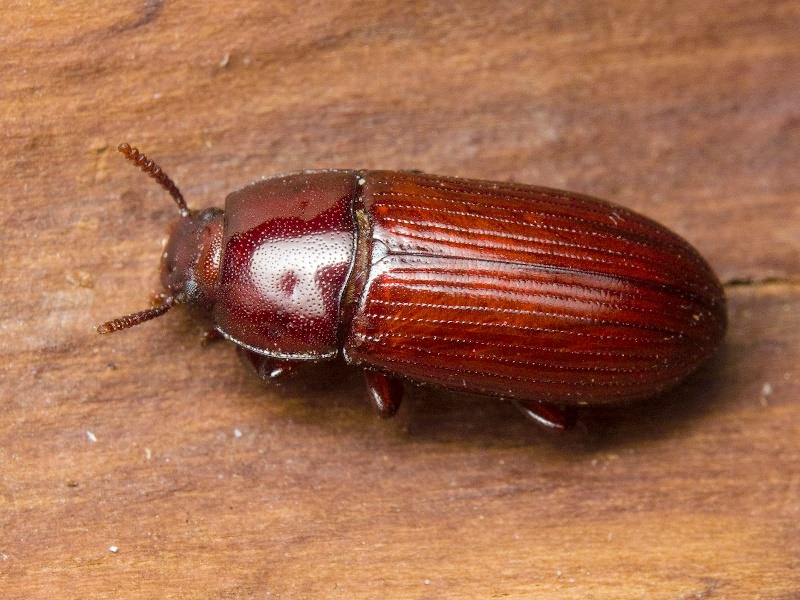 Uloma culinaris (Linnaeus, 1758)